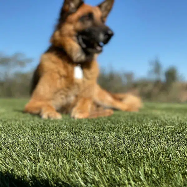 Biltright-Construction-Portfolio-Pets-00003