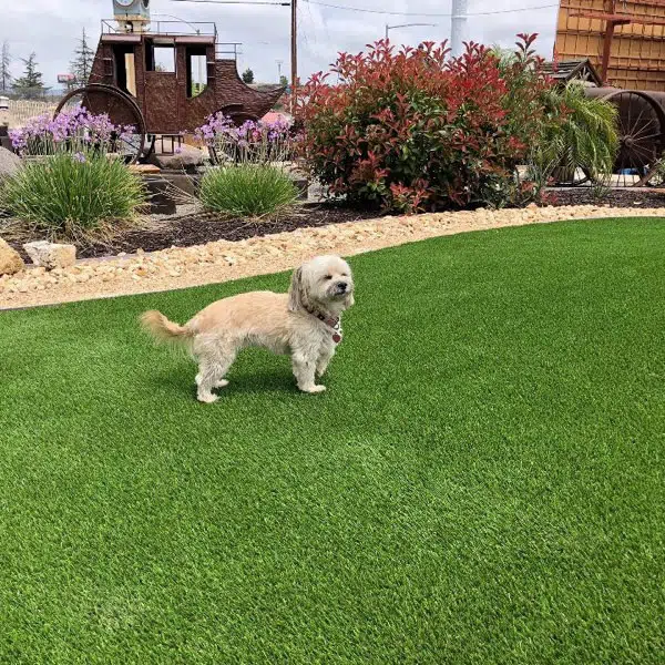 Biltright-Construction-Portfolio-Pets-00004
