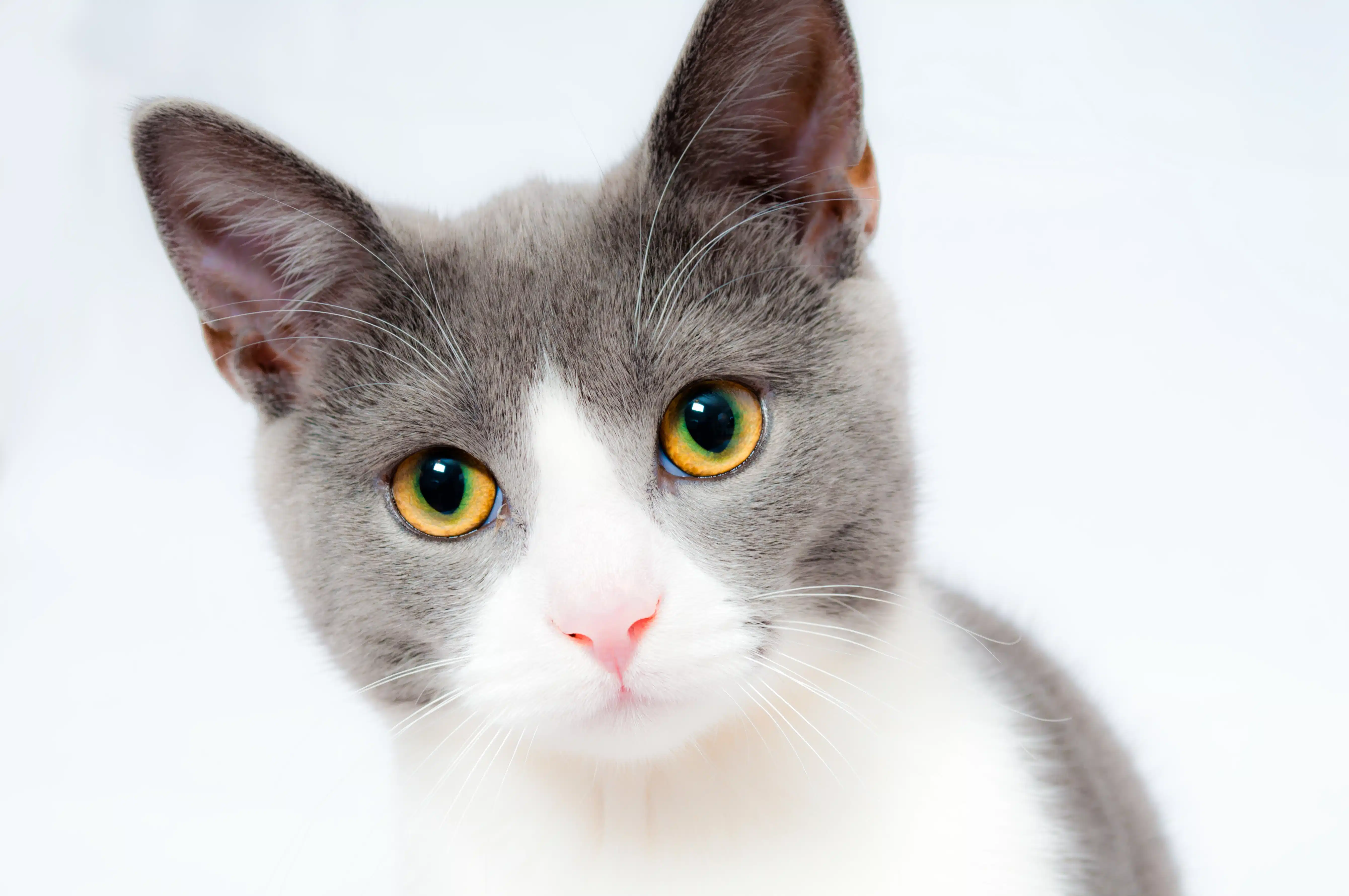 cat3