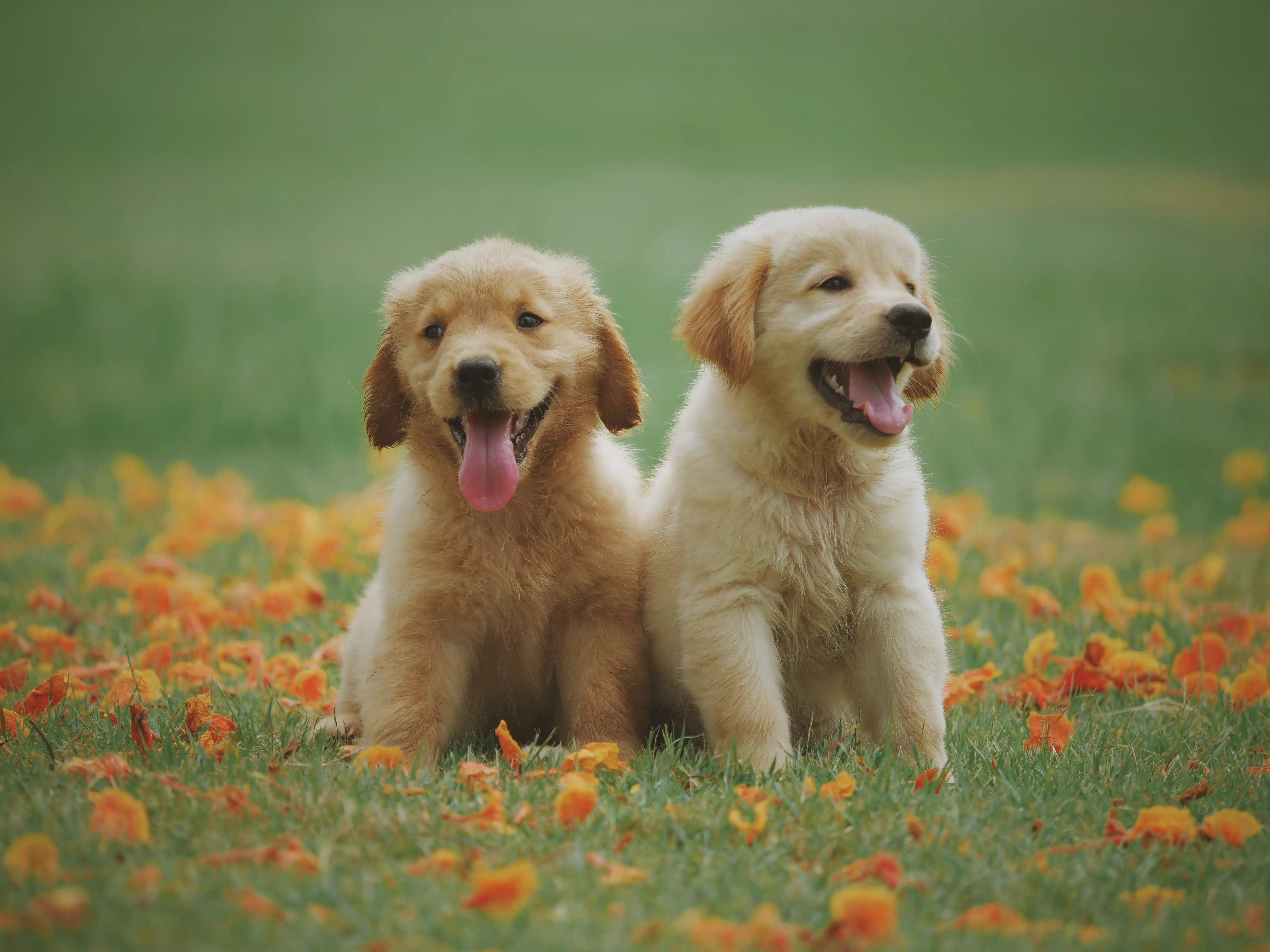 dogs3
