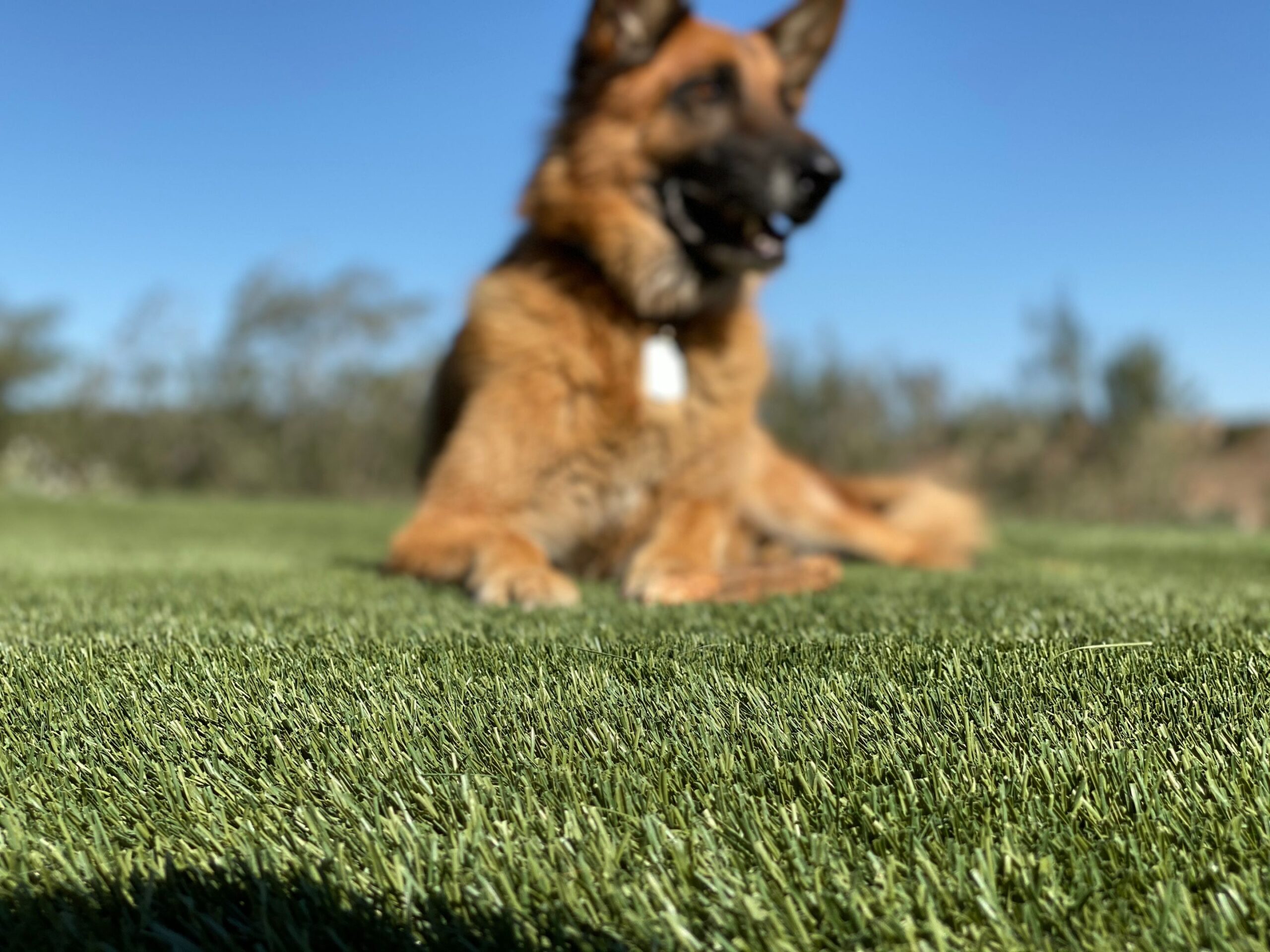 Biltright-Turf-Pet-Artificial-Grass-00003-scaled